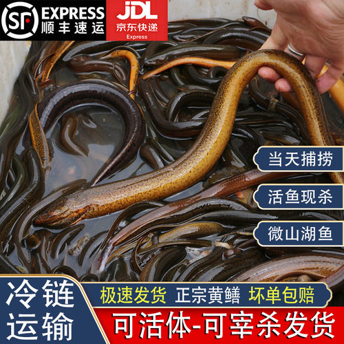 微山湖生态土黄鳝可发活体