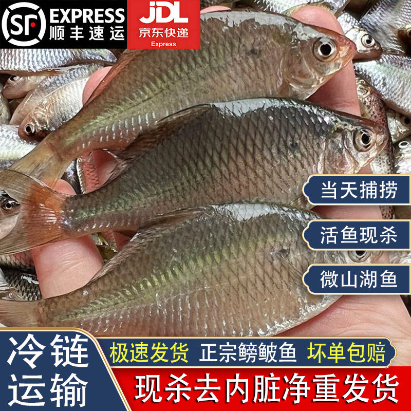 微山湖新鲜鳑鲏鱼淡水鱼渔捕捕捞小河鱼现杀去内脏丝光鱼四方皮鱼