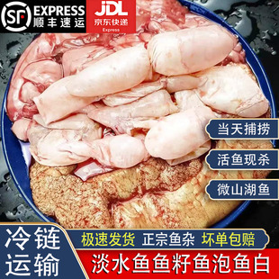 微山湖鱼籽鱼泡鱼白新鲜活体现取淡水鱼杂鱼宝鱼鳔鱼漂鱼肚子鱼胶