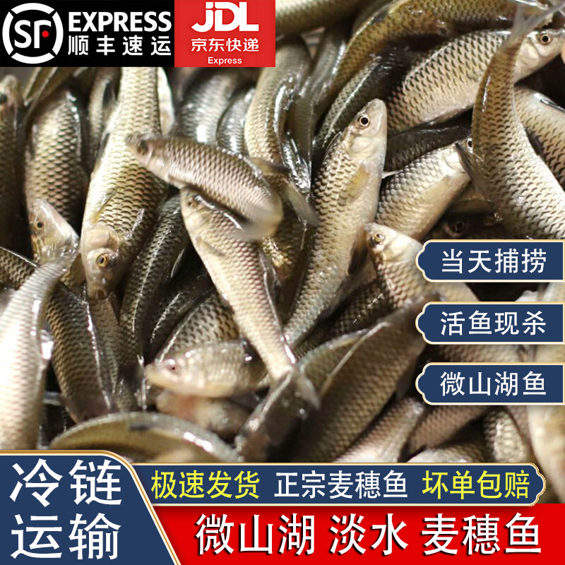 微山湖麦穗鱼活鱼现杀极速发货