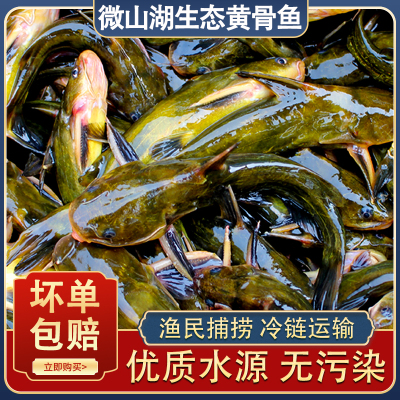 微山湖新鲜黄骨鱼鲜活现杀