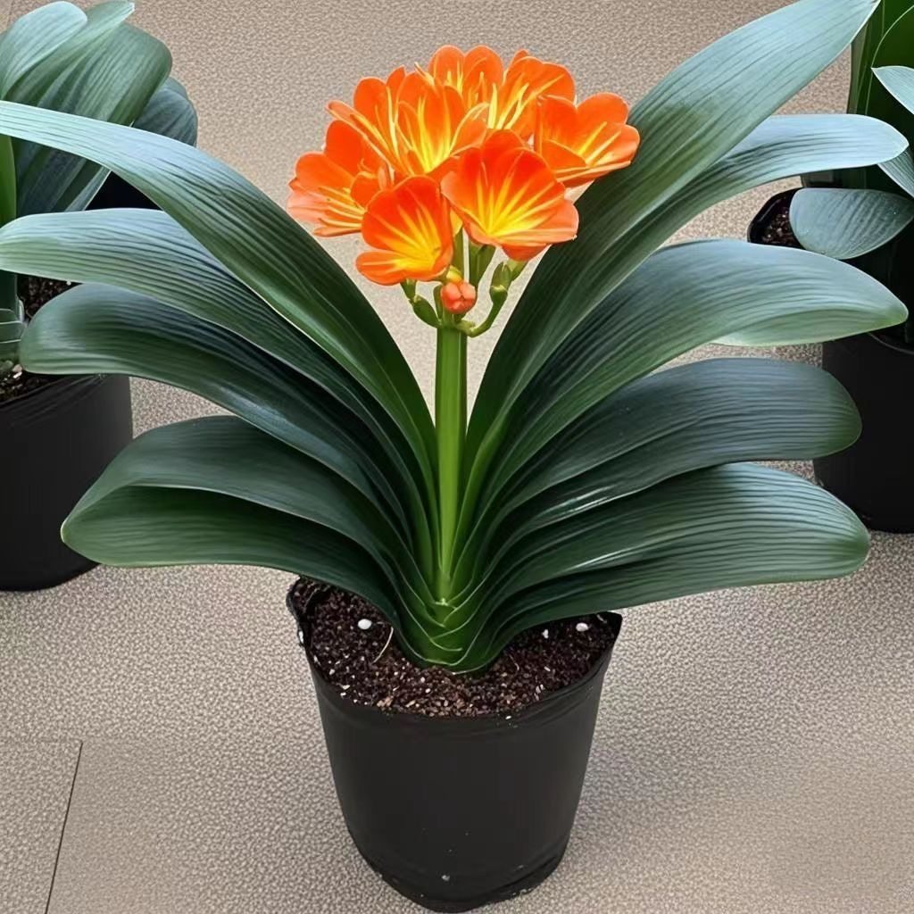 君子兰带花15-17片叶盆栽四季好养叶子原盆原土室内阳台绿植,鲜花速递/花卉仿真/绿植园艺,国兰/杂交兰/洋兰类,淘宝优惠券,粉丝福利购,淘宝优惠卷