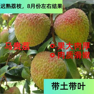 马贵荔迟熟荔枝苗八月红嫁接苗