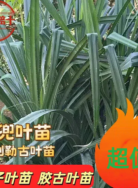 广东南方特色美食粑棕子苗粽子叶苗露兜叶苗勒古叶苗50cm胶古叶苗