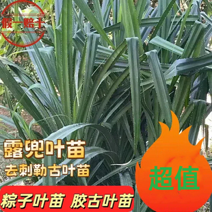 广东南方特色美食粑棕子苗粽子叶苗露兜叶苗勒古叶苗50cm胶古叶苗