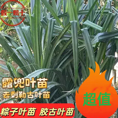 粽子叶包邮保真露兜叶苗正宗