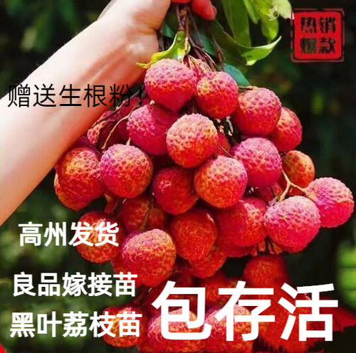 广东高州正宗桂味荔枝3年苗嫁接苗隔年结果高州树苗高产荔枝树苗