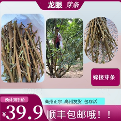 广东储良龙眼嫁接枝条接芽条高州嫁接枝条石硖品石硖龙眼嫁接枝条