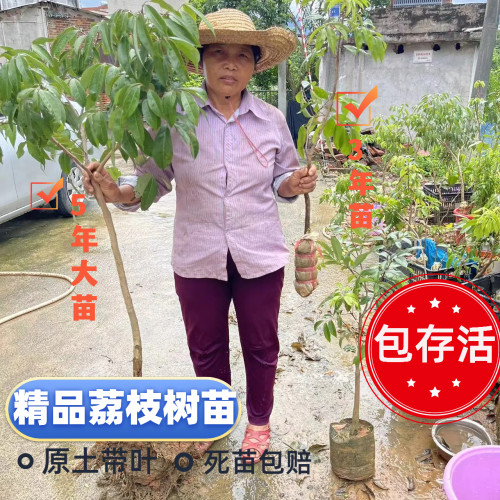 三月红常绿成活率高良品嫁接果树