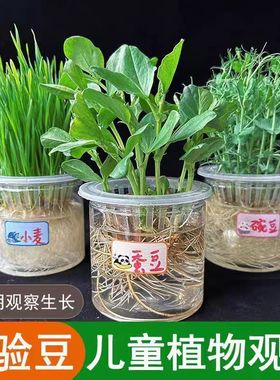 儿童学生观察植物幼儿园科学实验观察植物成长水培种子透明花盆