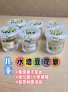 老师推荐幼儿园小学水培植物学生观察盆栽科学儿童实验作业种子