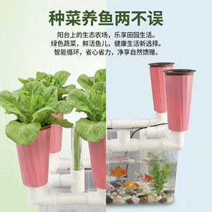 鱼菜共生设备无土栽培种植潮汐杯系统阳台种菜箱亲子教学种植器具