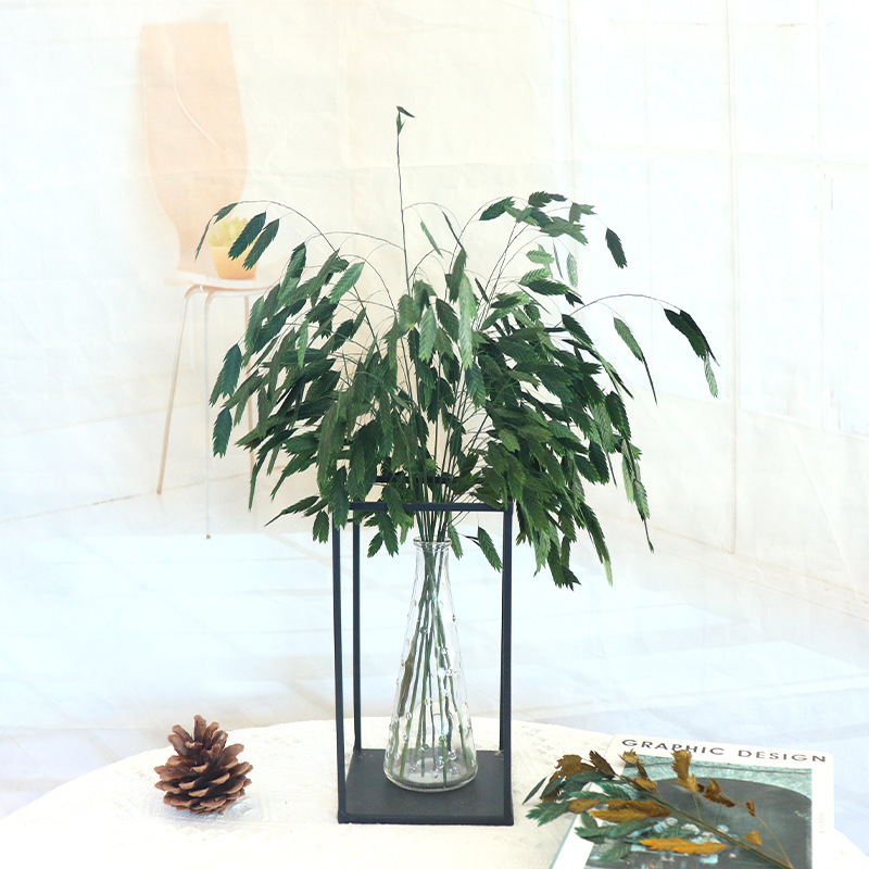 工厂新款高端永生花小盼草干花