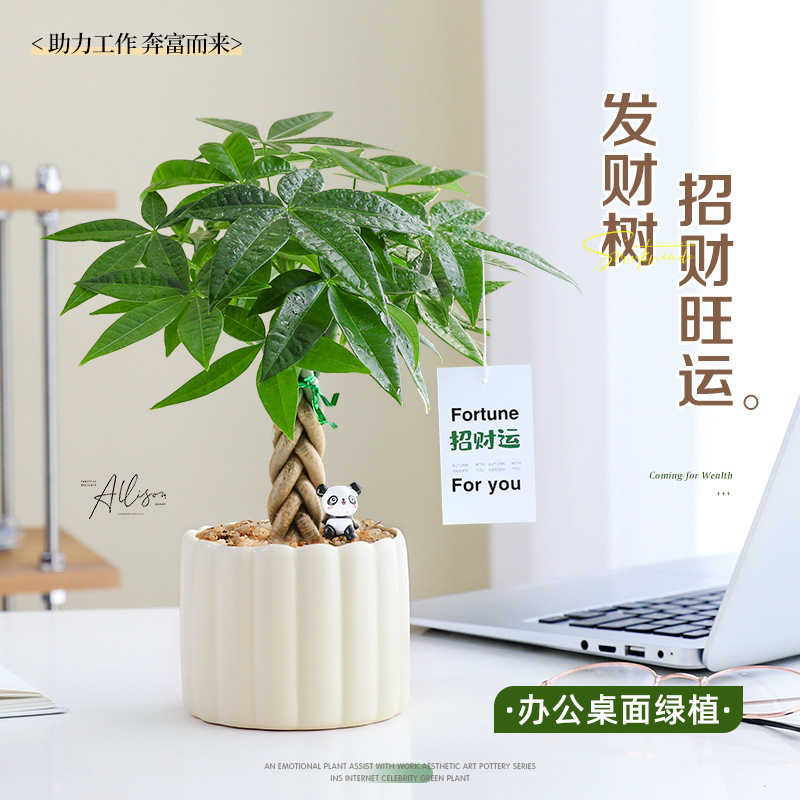 发财树小盆栽办公室绿植物招财