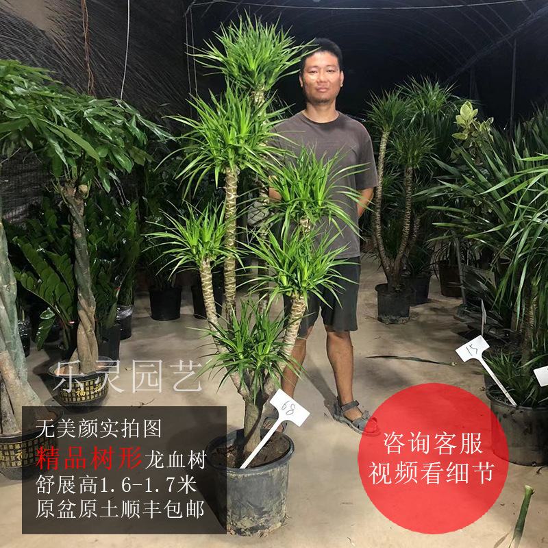 老桩龙血树龙须树三头五头多头