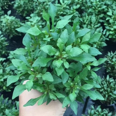 绿波小坨草缸鱼缸造景水草