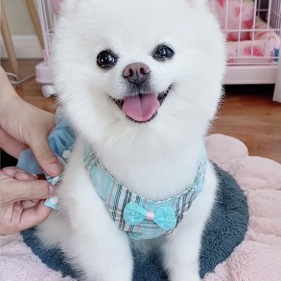 新款亚麻棉纯手工定制宠物猫狗带牵引绳胸背纱裙toffy同款