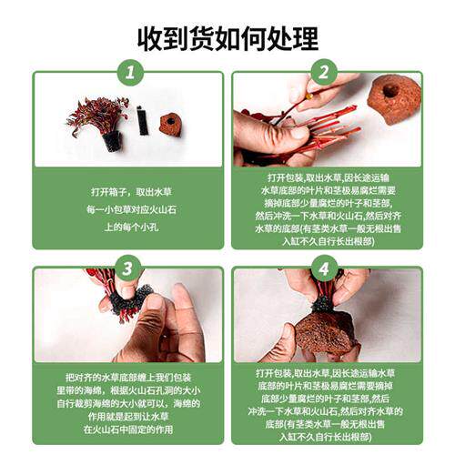 水草植物古法鱼缸造景全套餐装饰净化水质生态懒人阴性火山石水草