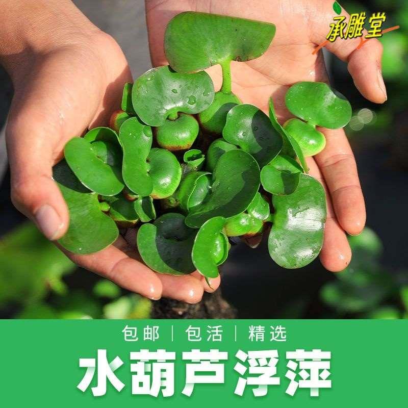 水葫芦浮萍水草花卉植物种苗鱼塘鱼池鱼缸养乌龟缸净化水质水芙蓉
