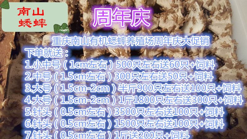 蛐蛐 蟋蟀 活体饲料 养殖场直发现货大中小针头爬虫鸟龟守宫食物