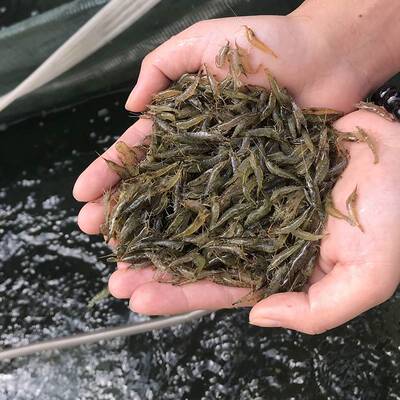 喂乌龟的活虾小虾米龟粮鳄龟饲料观赏淡水清鱼缸垃圾黑壳虾除藻虾