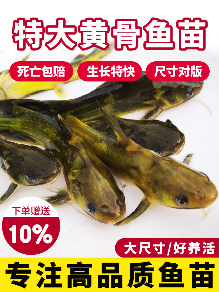 黄骨鱼苗黄辣丁黄颡鱼昂刺黄鸭叫三角峰重庆本地鱼苗淡水养殖食用