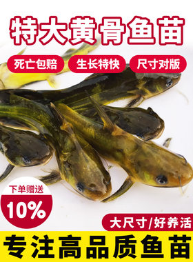 黄骨鱼苗黄辣丁黄颡鱼昂刺黄鸭叫三角峰重庆本地鱼苗淡水养殖食用