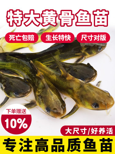 黄骨鱼苗黄辣丁黄颡鱼昂刺黄鸭叫三角峰重庆本地鱼苗淡水养殖食用