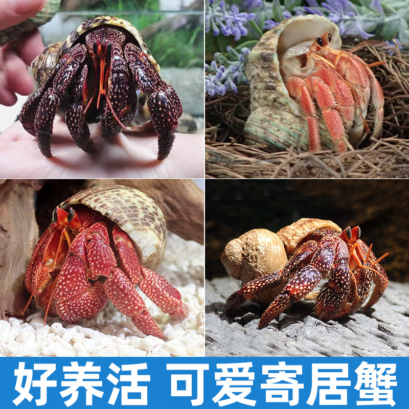 寄居蟹宠物易养草莓灰白蟹淡水观赏蟹活体懒人玩螃蟹包活水陆两栖