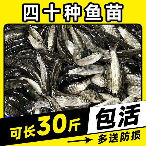 正宗大草鱼苗珠江草鱼苗，优质活体放鱼塘养殖淡水鱼苗包活包邮