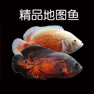 地图鱼活鱼观赏鱼奥图黑黄金精品白中大型鱼苗幼苗血麒麟猪仔花猪