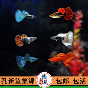 孔雀鱼凤尾鱼全红冰蓝草尾蕾丝热带观赏鱼活体淡水小型胎生可繁殖