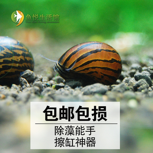 斑马螺军帽螺活体请理缸壁除藻螺观赏螺吃藻不吃水草鱼缸皮实包邮