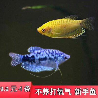 曼龙鱼活体中型鱼热带观赏鱼淡水鱼新手宠物金鱼好养耐活鱼不打氧
