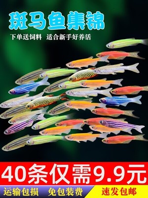 荧光青苹果糖果斑马鱼孔雀天使红绿灯鱼热带观赏鱼冷水鱼活体鱼苗