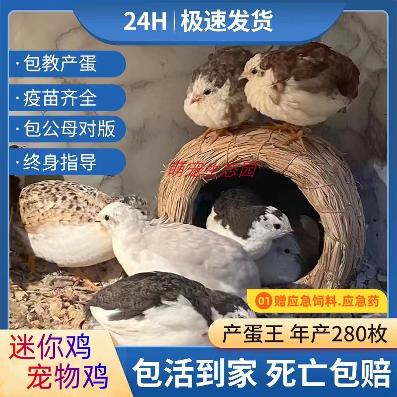 迷你鸡宠物活体网红鸡德系礼服白成年下蛋母鸡颜色丰富公母可繁殖