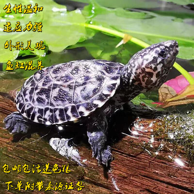 正宗斑点乌龟外池龟满天星龟星点龟深水龟吃粪龟巴西宠物乌龟活物