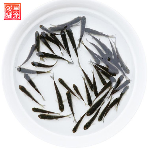 食蚊鱼饲料鱼活鱼麦穗鱼苗活鱼小鱼喂乌龟的小鱼苗饲料龙鱼饲料鱼
