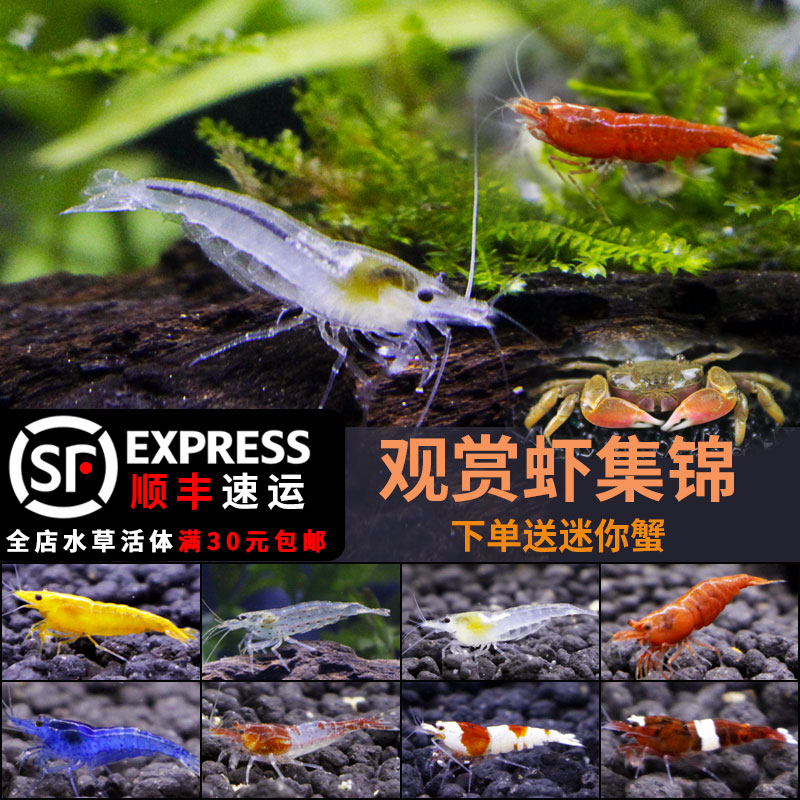 黑壳虾除藻虾活体观赏虾水晶虾樱花极火冷水蓝宝石虾草鱼缸工具虾