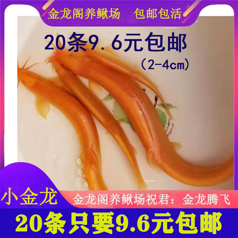 黄金泥鳅活体冷水观赏鱼招财鱼小金龙淡水清道夫新手练手锦鲤鱼苗