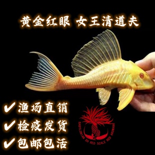 黄金红眼女王大帆清道夫鱼缸清洁工除藻工具女皇异型淡水观赏鱼
