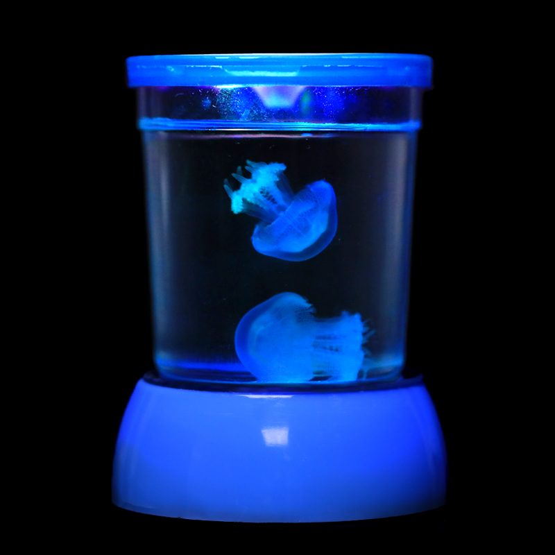 水母活物饲养宝宝学生宿舍适合儿童小孩家养好养赤月海月宠物水族