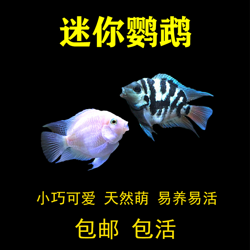 小型淡水热带观赏鱼迷你鹦鹉一对种鱼活体三湖慈鲷好养易活可繁殖
