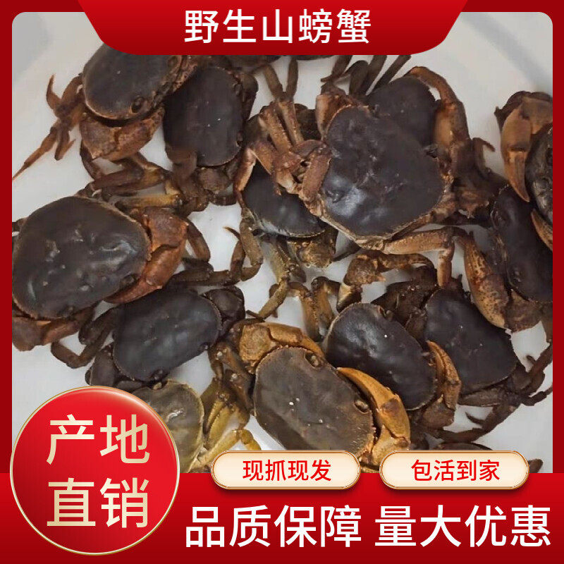 野生山螃蟹土螃蟹宠物接骨补钙活体药用观赏山溪蟹食用螃蟹鲜活蟹