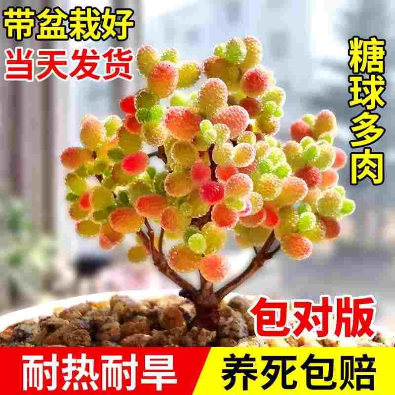 多肉植物糖球枝干番杏花卉高端盆栽稀有品种名贵精品大绿植好养活