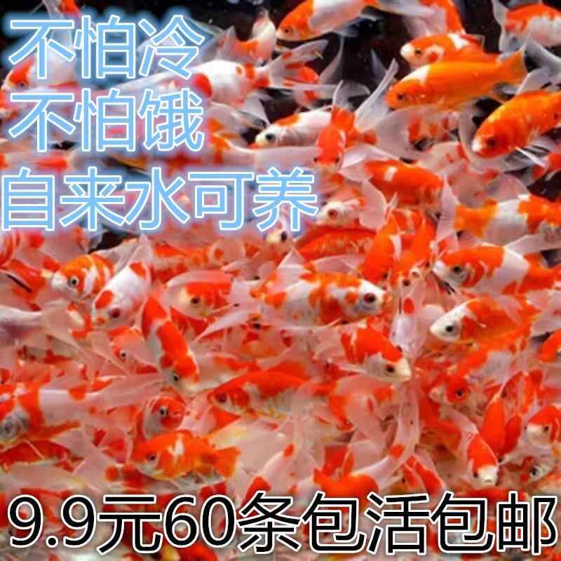 小型淡水观赏鱼耐活好养冷水草金USB多功能数码宝