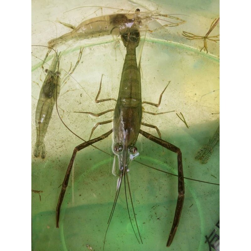 中华长臂虾大河虾冷水虾除藻虾观赏虾冷水虾工具虾满额包邮