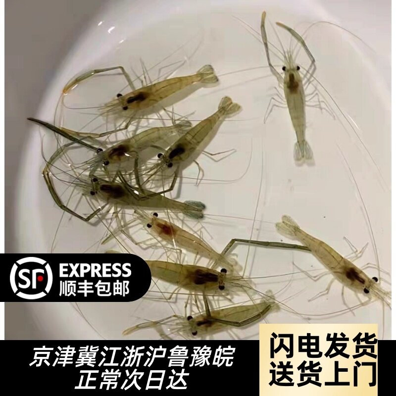 中华长臂虾大河虾冷水虾除藻虾观赏虾黑壳虾工具虾大眼贼花腰虾