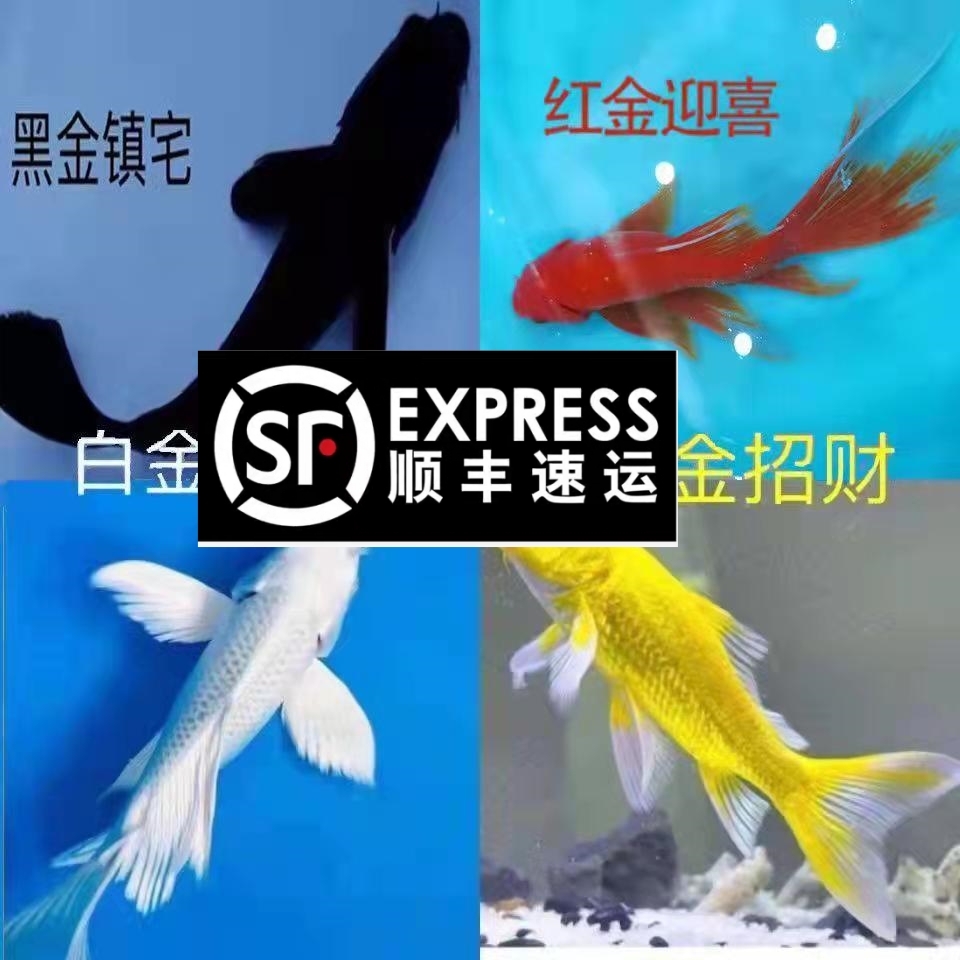 黑金锦鲤鱼活体包活到家（龙凤）黑金黄金锦鲤冷水观赏鱼鹦鹉白金