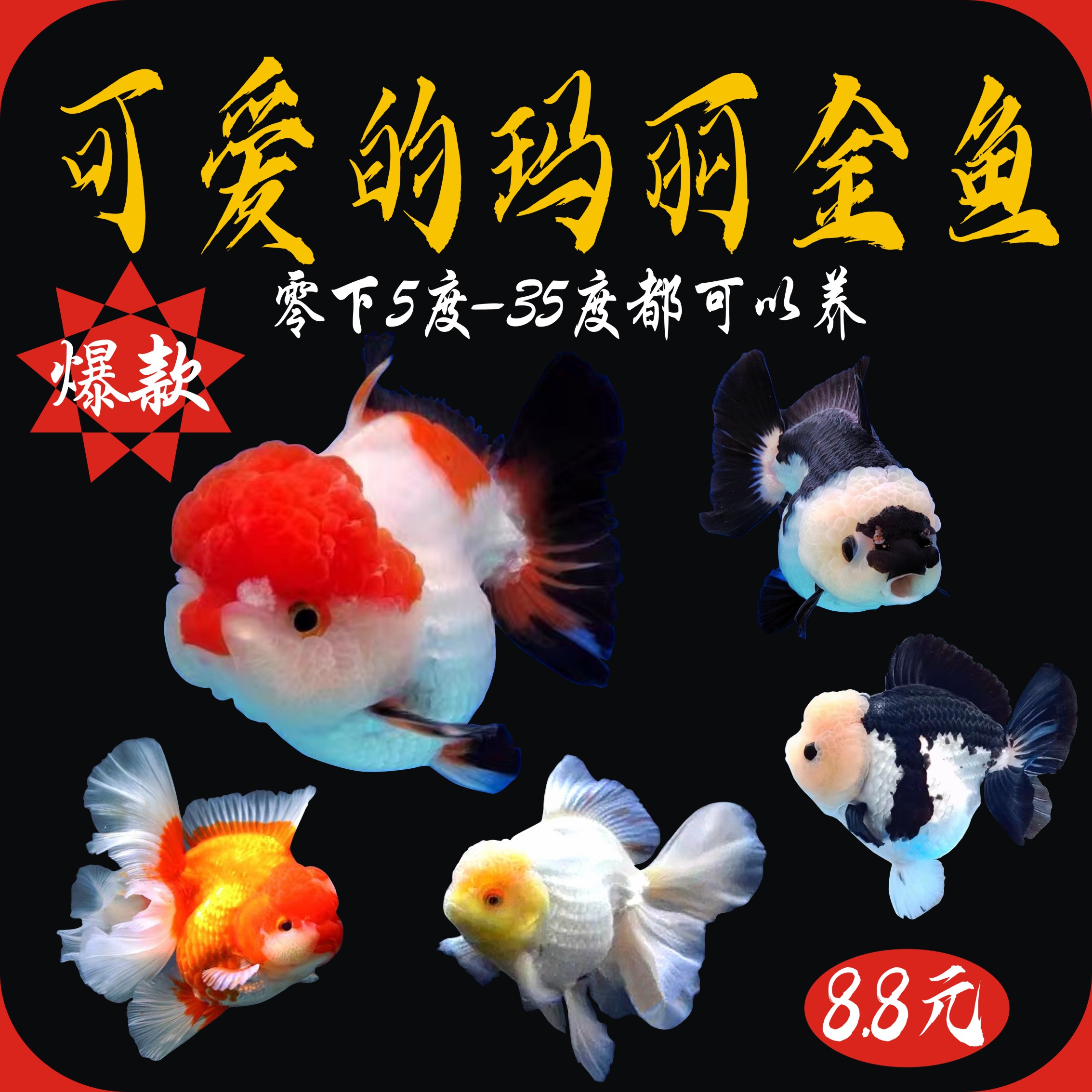 百褶泰狮金鱼精品活鱼进口玛丽金鱼f1红白国粹三色黑白玛丽观赏鱼